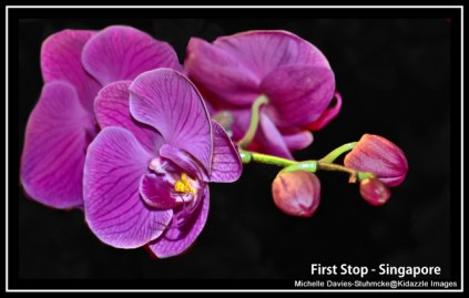 Michelle Davies - Orchids in Singapore