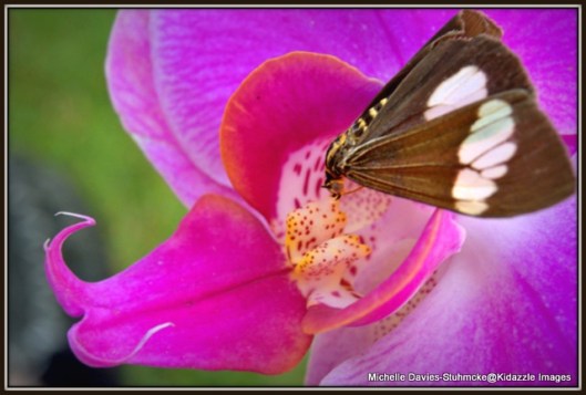 Butterfly on a Queensland Orchid