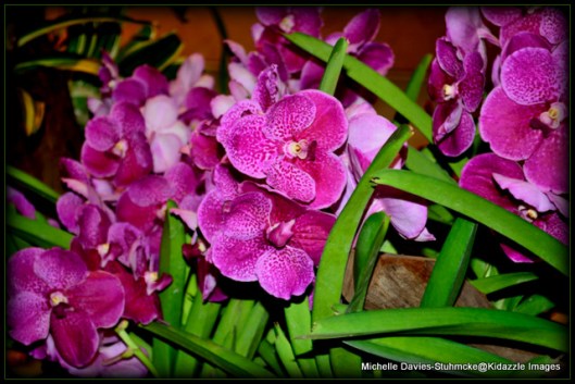 Orchid filled Changi International Airport