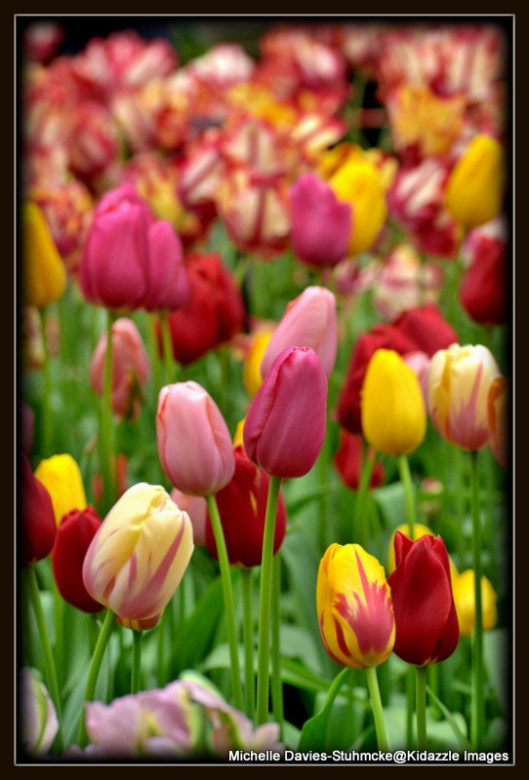More Tulips Keukenhof