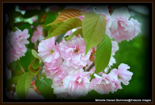 Cherry Blossoms Cologne