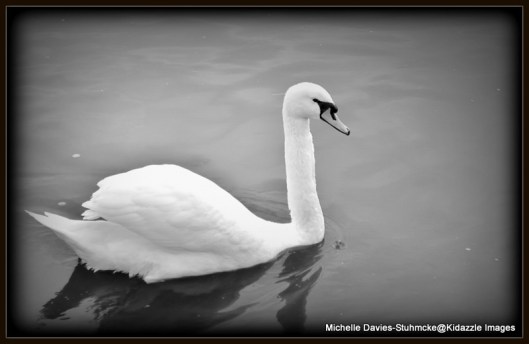 A swan on the Main River in Germany
