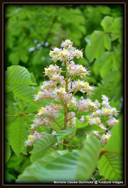 Green Leaves and Horse Chestnut Blossom.