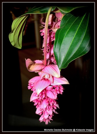 Flower on Viking Tor